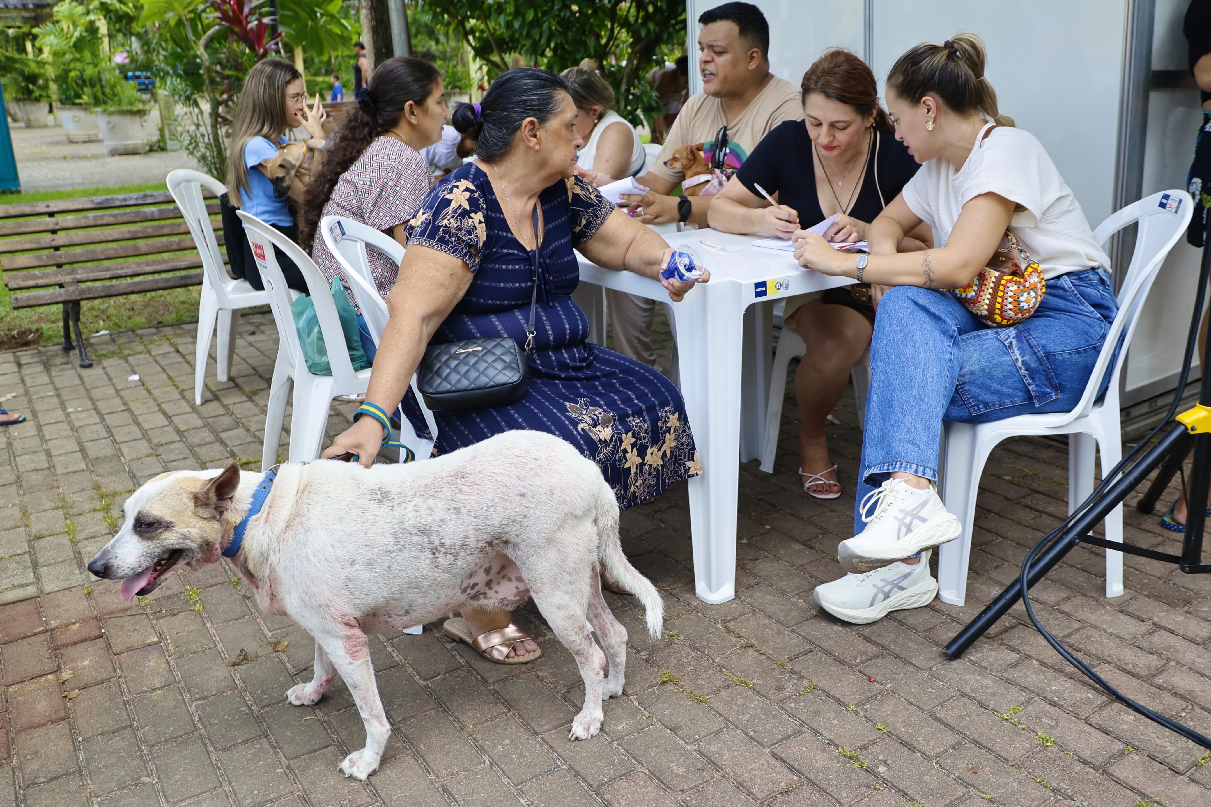 cachorros sendo vacinados